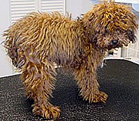 This is Sadie before she was groomed with Midnight White™