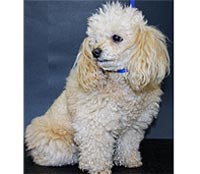 This is Tinso before grooming with The Solution™