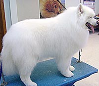 This is Bailey after being groomed with Ultimate®