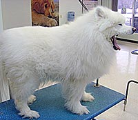 This is Bailey before he was groomed with Ultimate®