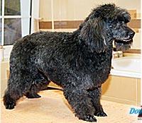 This is Bogi after being groomed with Ultimate®