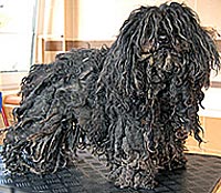 This is Bogi before he was groomed with Ultimate®