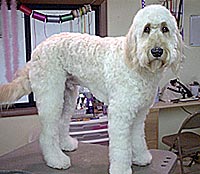 This is Buddy after being groomed with Ultimate®