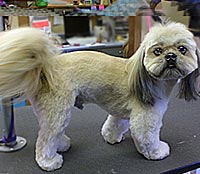 This is Chewbacca after being groomed with Ultimate®