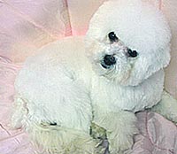 This is Coco after being groomed with Ultimate®
