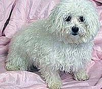 This is Coco before she was groomed with Ultimate®