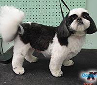 This is Sophie after being groomed with Ultimate®