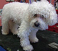 This is Target before he was groomed with Ultimate®