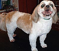 This is Teddy after being groomed with Ultimate®