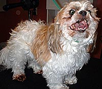 This is Teddy before he was groomed with Ultimate®