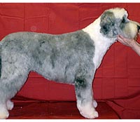This is Watson after being groomed with Ultimate®