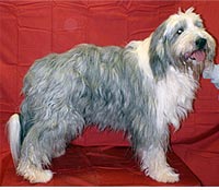 This is Watson before he was groomed with Ultimate®