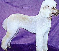 This is Willow after being groomed with Ultimate®