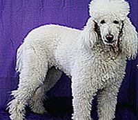 This is Willow before he was groomed with Ultimate®