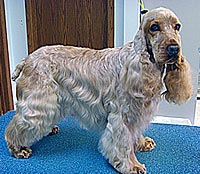 This is Winston after being groomed with Ultimate®