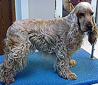 This is Winston before he was groomed with Ultimate®